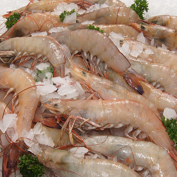 Large Fresh Queensland Wild Caught Prawns Durack Aussie Seafood House