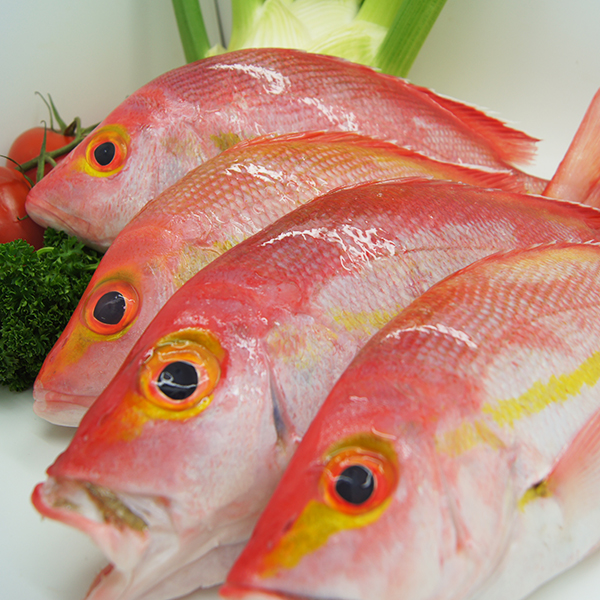 Hussar Wild Caught Fresh Reef - Durack Aussie Seafood House