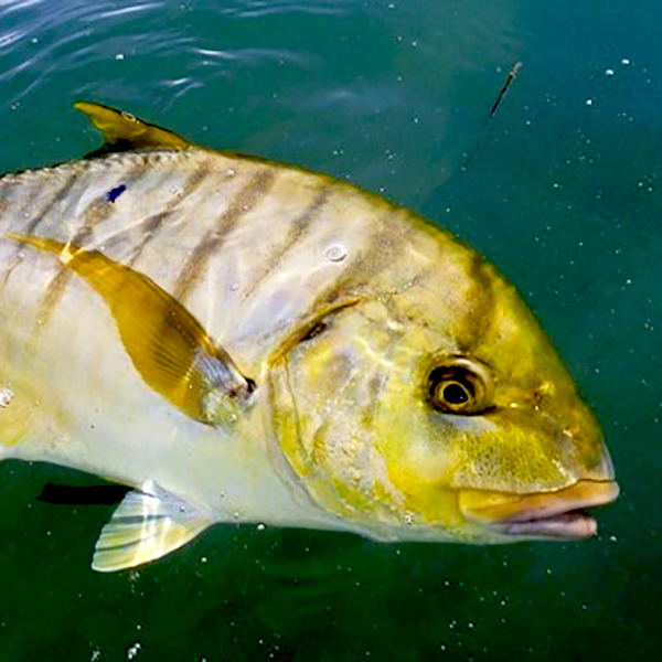 Trevally Golden Fresh Wild Caught - Durack Aussie Seafood House