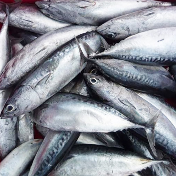 Bullet Tuna