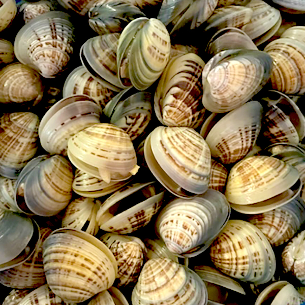 Brown Clams