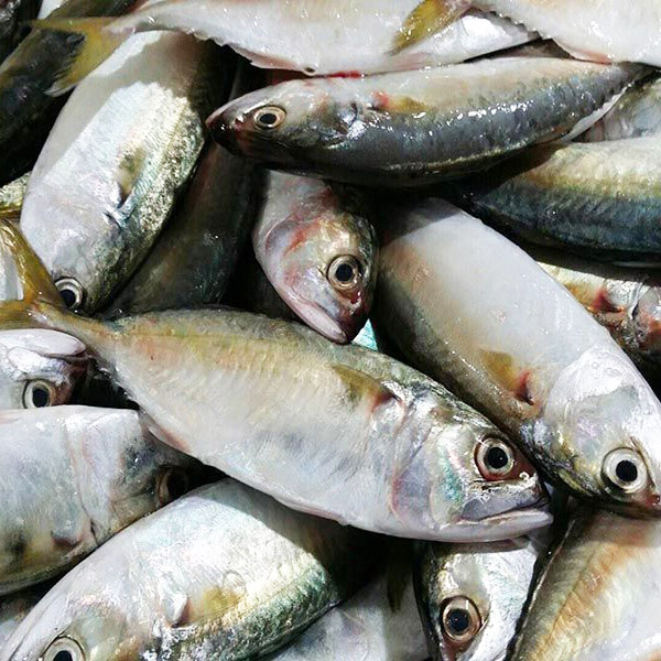 Indian Mackerel